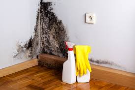 Trusted Mill Valley, CA Mold Removal & Remediation Experts